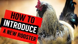 How To Introduce a Rooster To A New Flock Of Hens!