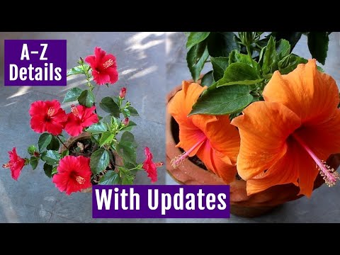 , title : 'See How to Grow & Care Hibiscus Plant at Home Perfectly'