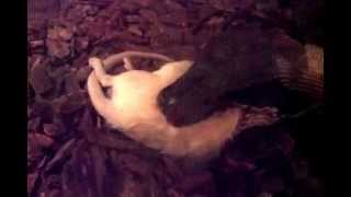 preview picture of video 'Our pet Python is eating white rat'