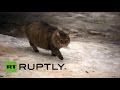 Russia: Meet the hero cat who SAVED an ...
