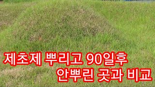 90일전 제초제(카소론) 뿌린 아버지 산소 현재상태