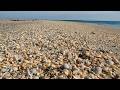 Shelling At The Beach In Florida Tons Of Shells Found