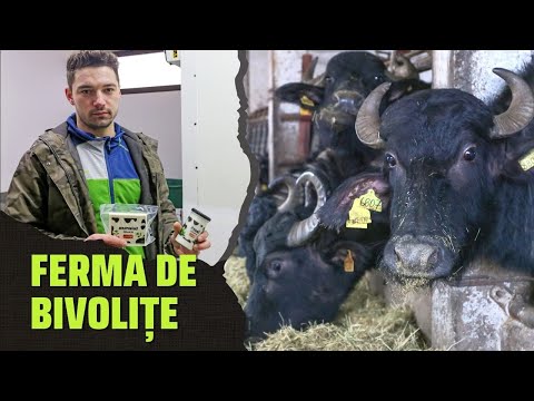 Ferma de bivolite de la poalele Fagarasului!