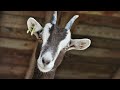 Goat Scream 1 Hour Version