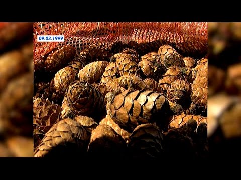 Bryła stałe w palcu Co daje głodu smarowania śliny wpadać na palucha