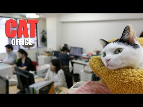 Japanese IT company saves cats to reduce stress