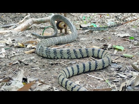 Primitive DIY Creative Snake Trap/Snake Trap Easy