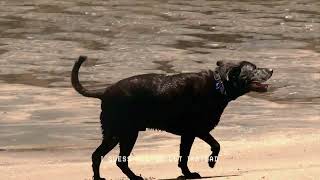 The Beths – “A Real Thing”