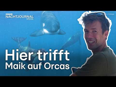 Reportage: Rächen sich Orcas an uns? Maik Meuser ist ihnen begegnet | RTL Nachtjournal