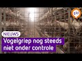 Universiteit: 'Vogelgriep in Gelderse Vallei lijkt verspreid tussen bedrijven' | Omroep Gelderland