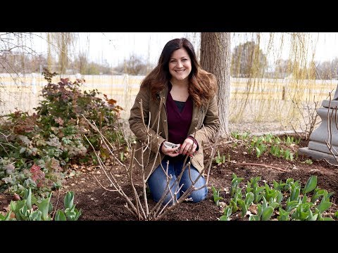 Pruning Panicle Hydrangeas 💚🌿 // Garden Answer