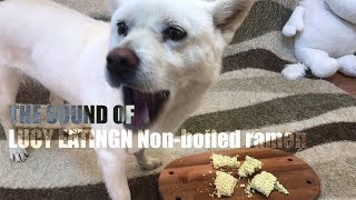 Dog Eating Ramen Noodles That Were Not Boiled [Sound Dogs Love] [강아지가 좋아하는 소리]