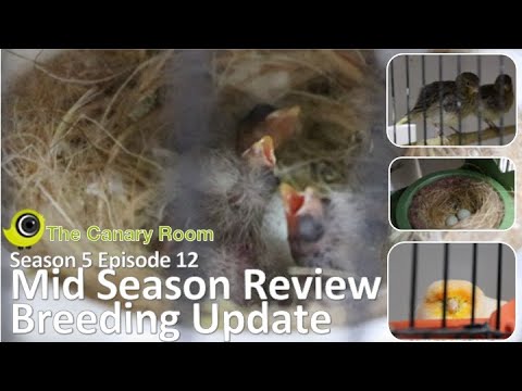 The Canary Room - Season 5 Episode 12 - The Breeding Season Mid Season update