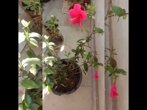 love of my life❤️❤️❤️❤️❤️💐💐🌺🌺🌺🥀🥀🥀🌻🌻🌻🏵️🏵️🏵️#shortsvideo #viralvideos#youtubeshorts