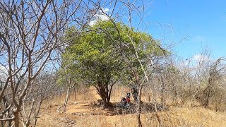 VIDEO INDITO! CEAR E PSSARO Canto de Pssaro Exclusivo