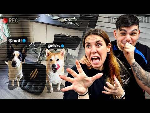 I SPY ON MY DOGS WITH SECURITY CAMERAS⚠️🎥 AND I DISCOVER THIS..😤😱 *they make a big fuss, no joke*