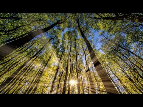 Spring Forest Sounds Relaxing Birdsong Beautiful Nature Sleep Mindfulness Meditation in 4K 1 Hour