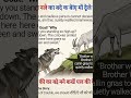New Bakri Aur Bediya Ki Kahani Hindi Me Majedar Kahaniya