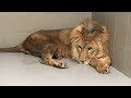 Verwaarloosde Simba na lange reis aangekomen bij Stichting Leeuw