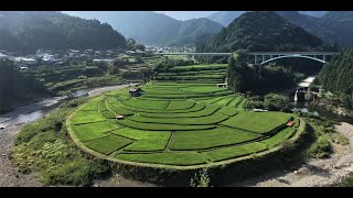 あらぎ島の棚田