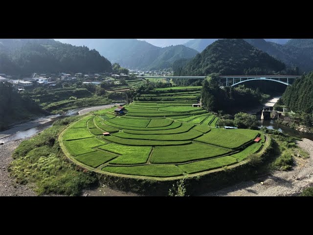 あらぎ島の棚田