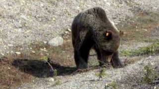 mosquito creek grizzly bear by alesk