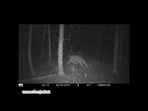 Veluwejacht forestcam budget wildcamera