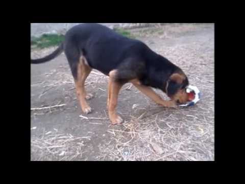 Hundegarten Serres e. V. - Seppl