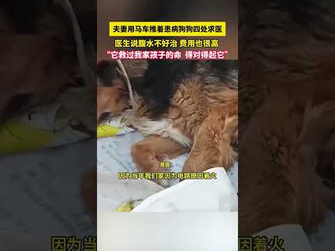 夫妻用馬車推著患病狗狗四處求醫，醫生說腹水不好治費用也很高，「它救過我家孩子的命得對得起它」