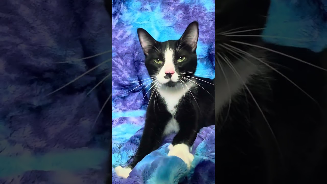 Enlarge Dale, a Adoptable Domestic Short Hair in Tipton, IA video 5/5