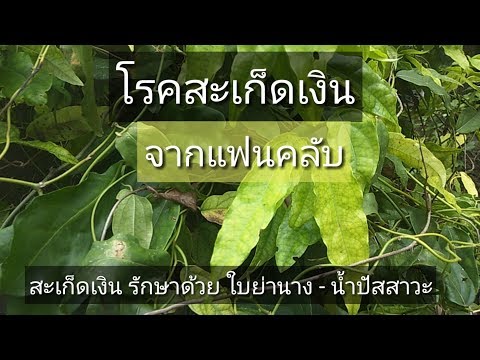 ครีมโรคสะเก็ดเงินด้วยวิตามิน A และ E รายการผลิตภัณฑ์ Bodycare