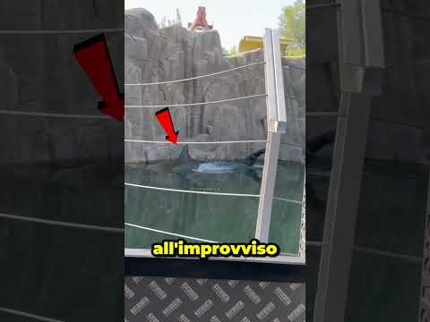 Per Questo Hanno Vietato Gli Squali Nello Zoo 😰