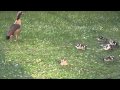 Enten im Fredenbaum (Dry Kill Logic - Dead Mans Eyes *** Official Video!)