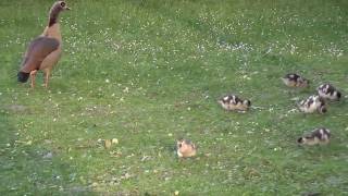 Enten im Fredenbaum (Dry Kill Logic - Dead Mans Eyes *** Official Video!)