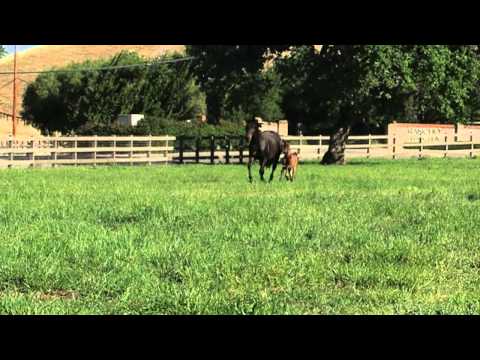 Terraplane Blues by Herbstkönig out of Tanzdiva