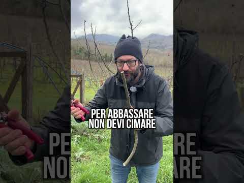 POTARE IL FICO: non cimare se vuoi raccogliere fichi. Ecco la potatura corretta