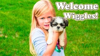 Welcome to TheEngineeringFamily Wiggles a funny Pu