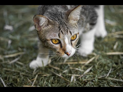 Do Cats Like To Hunt? (The Detailed Answer)