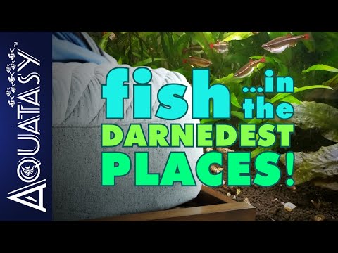 Aquatasy - Fish In The Darnedest Places - Sleep With The Fishes?