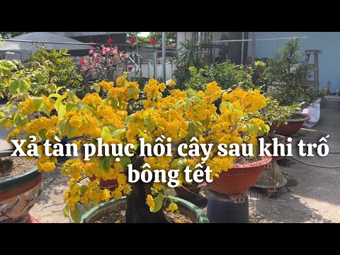 Xả tàn phục hồi cây mai sau trổ bông tết // 4-1 âl 