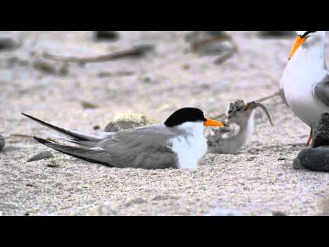 Least Tern chick eats a big meal