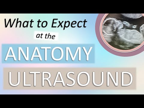 What to Expect at the Anatomy Ultrasound | Week 19
