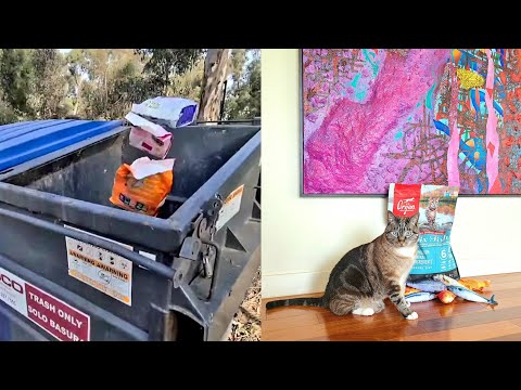 Tossing Out 3 Garbage Cat Food Bags Into The Dumpster! Iams & Purina Fancy Feast Corny Dry Cat Foods