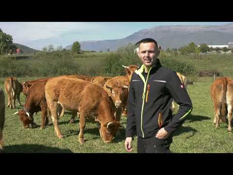 - LIMUZIN JE ODLIČNA VRSTA, SAMO IM JE MANA ŠTO SU DIVLJE / WILD COWS