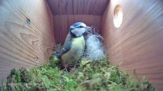 Download Lagu 1st April 2021 - Blue tit nest box live camera highlights Thumbnail