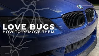 Remove Love Bugs Without Damaging Your Paint