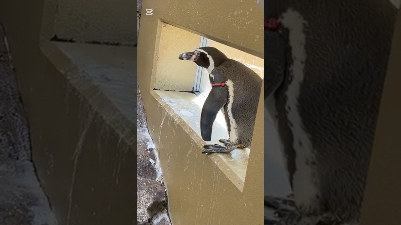 Observe penguins!ペンギンを観察！！ #こんにちは #宮島 #宮島観光 #ペンギン #フンボルトペンギン #penguin #あにまるハンティング