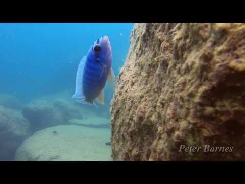 Labeotropheus trewavasae a Mumbo Island