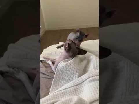 4 month old, 4lb Melvina takes on 3 year old, 12lb Melvin. FIGHT!