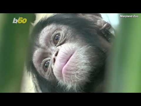 Newborn Chimp and Mom Caught Having Some &lsquo;Adorable Mother-Daughter Time&rsquo;